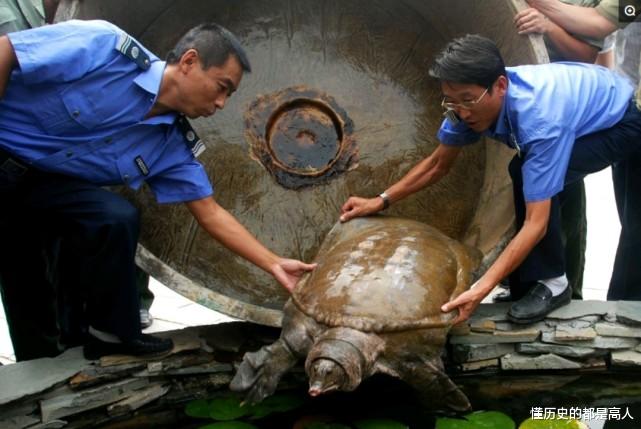 “水中熊猫”——鼋