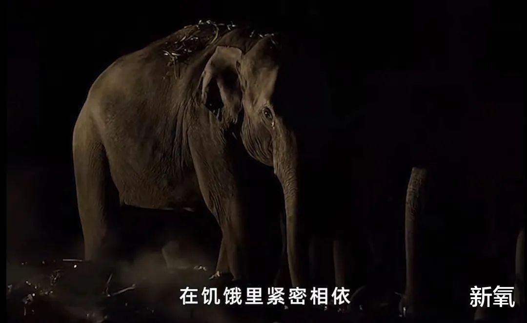 如果地球没有了人类的参与会变成什么样?