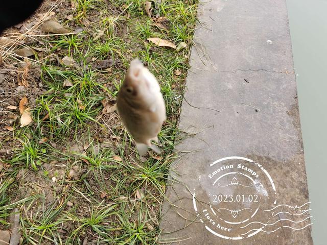 饵料|冷雨淅沥,野鲫零星