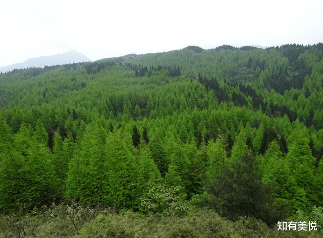 山王坪|端午出发!国内10个人少景美的宝藏秘境,满足你对美好假期的幻想