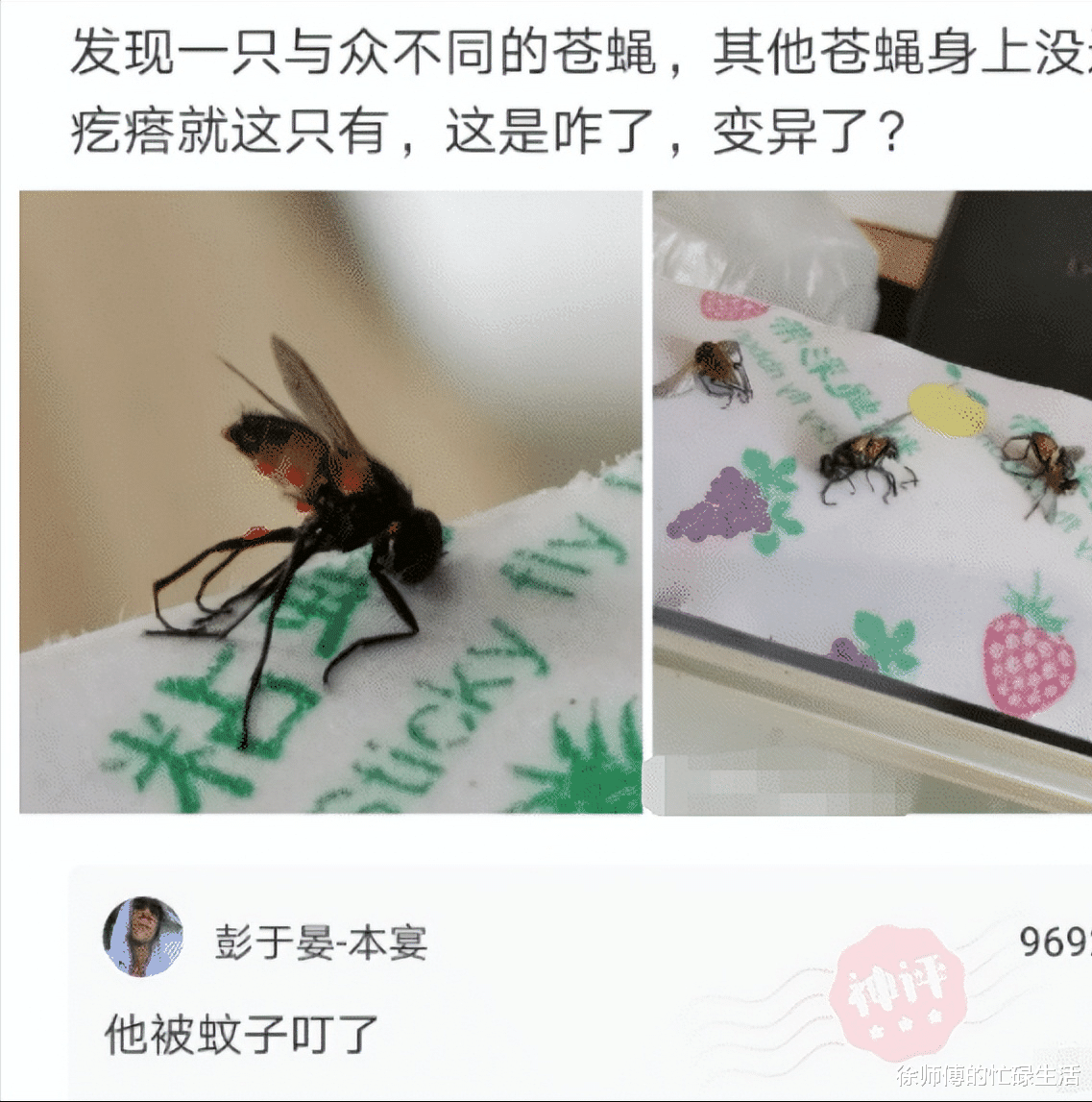 “发现一只与众不同的苍蝇,这是变异了吗?”答案万万没想到啊!