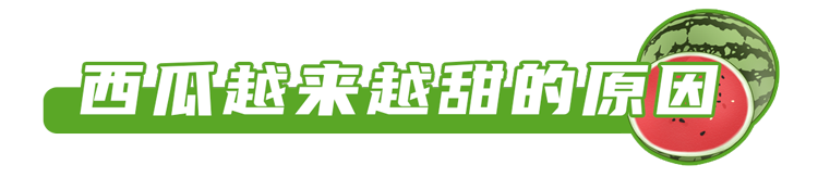 西瓜|现在的西瓜太甜了,大部分打了激素?真相可能和你想的不一样