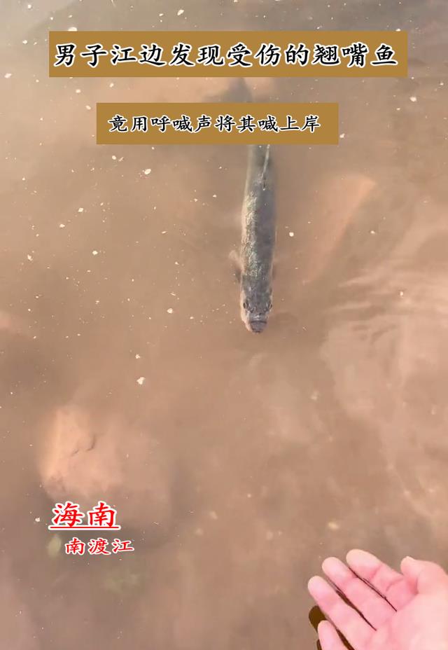 饵料|快过来……海南钓鱼人发现受伤翘嘴鱼,竟直接将鱼“喊”上岸