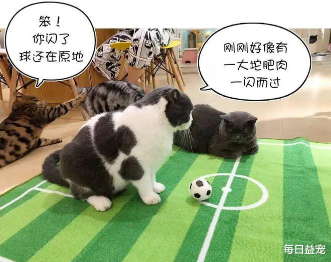 因世界杯爆火的足球猫，长得太球里球气了！网友质疑主人染色