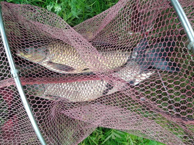 鲤鱼|另类钓法显威力，钓轻口鱼不妨加铅皮