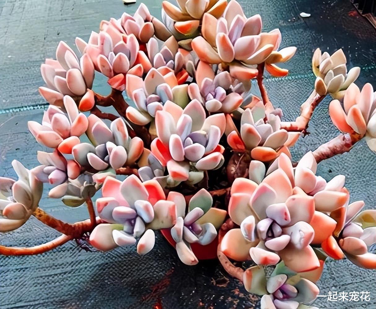 平平无奇的多肉冬美人,牢记掌握3个要点,叶片粉嫩养