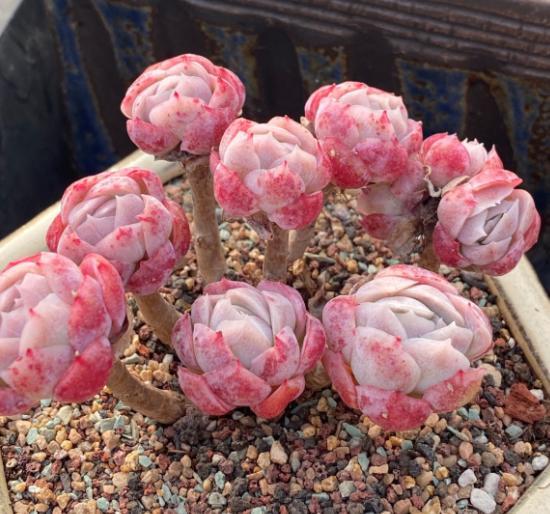 这些多肉越小“价格”越高,自带“仙气”滤镜,暗香弥漫惹人醉