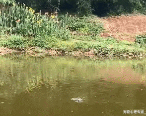 荒野的召唤 垂钓者|男子刚钓鱼不久,只听噗通一声:竟是对岸的流浪小奶猫穿河而来