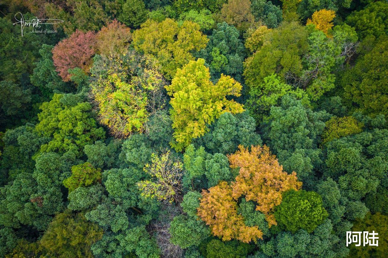 |五云山上不见云，航拍视角下全是树，传说中的真际寺难见踪迹