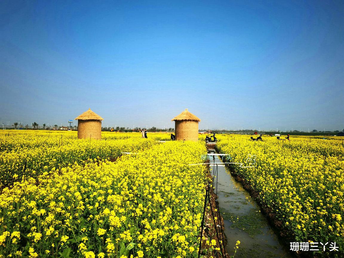 广州市|广州“小众”农业公园，在珠江入海口旁，有惊艳花海，可圆田园梦