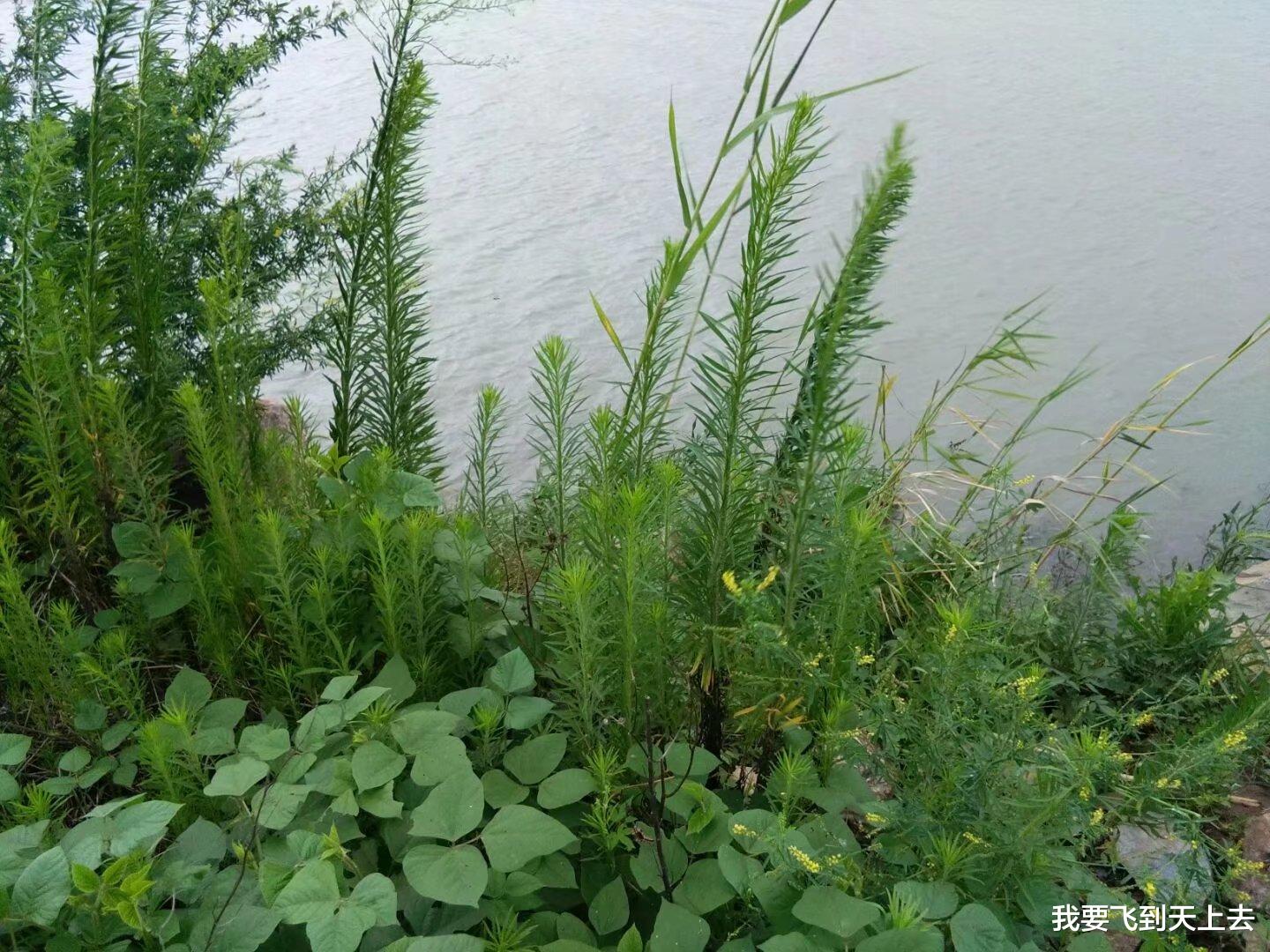 杏花村|故事:男子正在河边钓鱼,忽然跑来一个年轻女子,跪在他的面前