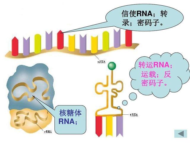 人体内发现“僵尸基因”?人死后数小时非常活跃,试图将主人复活!
