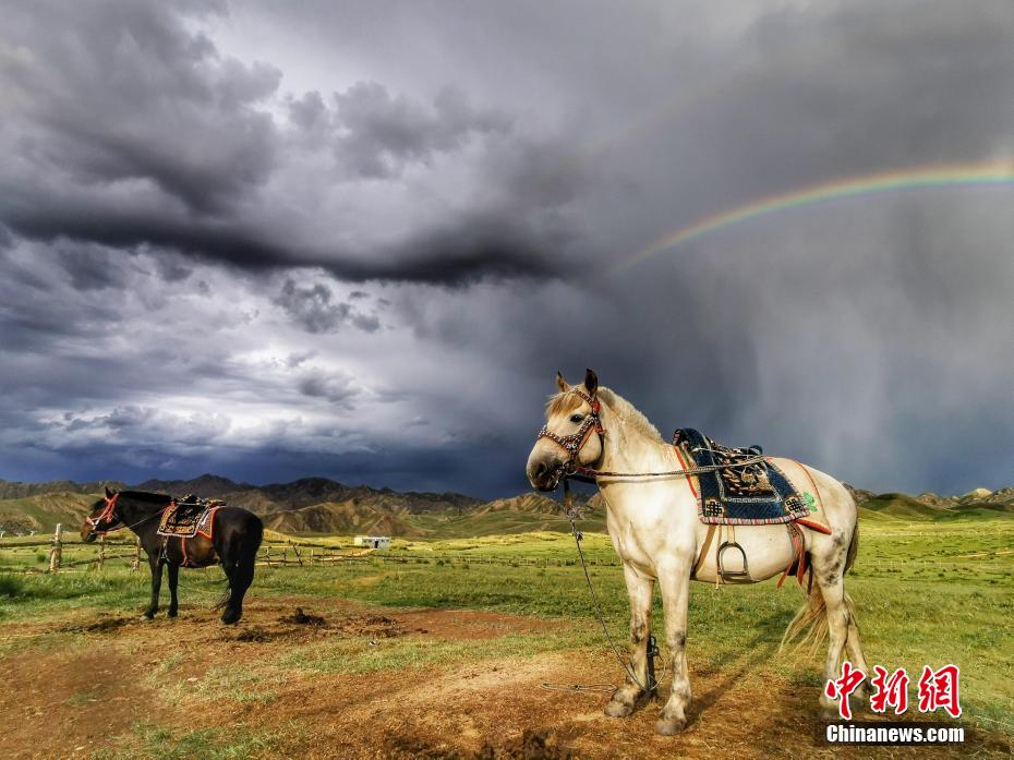 青海|青海都兰海寺花海雨后美景如画
