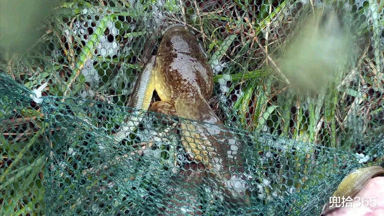 |男子野钓遇神秘生物,真实身份把大家逗乐了,网友:小学生都认识