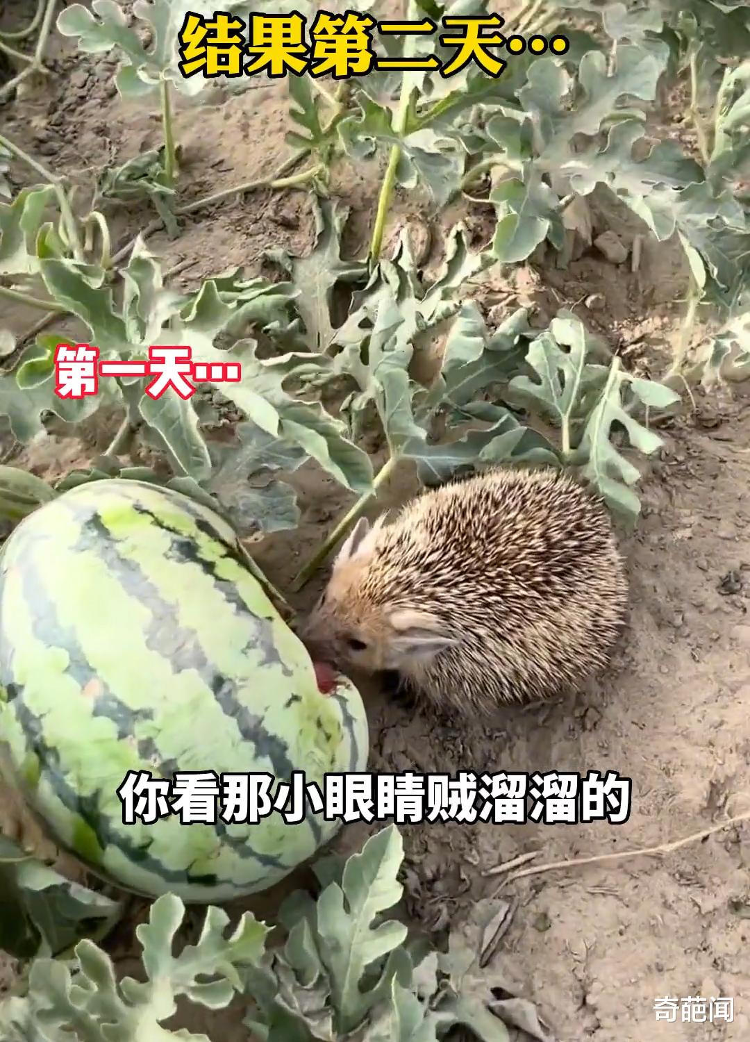 女子抓到偷吃西瓜的刺猬后放生,不料次日它竟携同伙一起来作案!