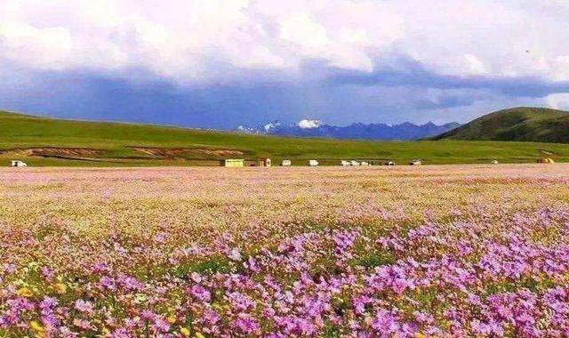 天生丽质|四川3万亩花海，进入观赏期，是夏季赏花露营的好去处