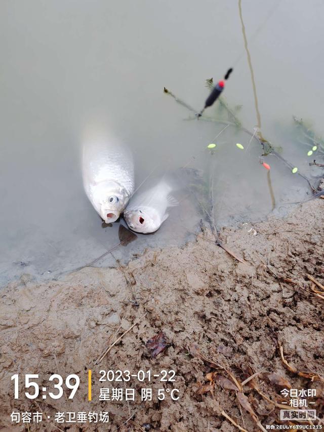 鱼塘|鱼儿身残志坚,人生亦如此!