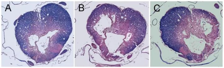 药物的测试和评估神经系统疾病模型横断SCI模型构建 选择性损伤脊髓模型