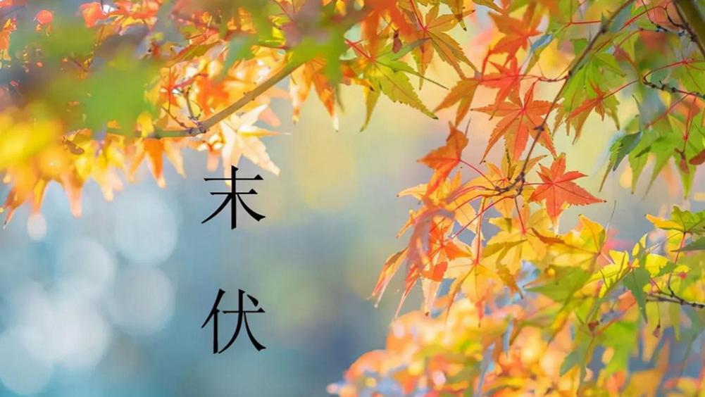 明日末伏，叮嘱家人：食2肉3菜，少吃1味，合理忌嘴，秋冬少生病