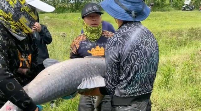 湖北|罕见!湖北举水河百斤青鱼王被人钓起,放生后被网友一致好评