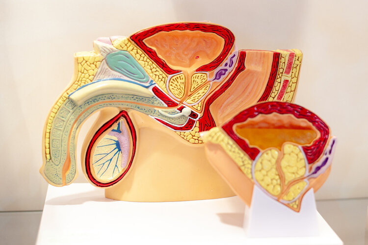 维生素b12|男人切除“两颗蛋”后，身体可能出现2个变化，有你知道的吗？