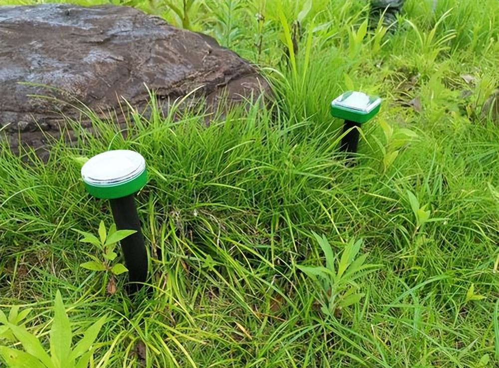 3条大蛇盘踞在四川居民的吊顶，敢吃眼镜蛇的蛇，怎么跑到家里？