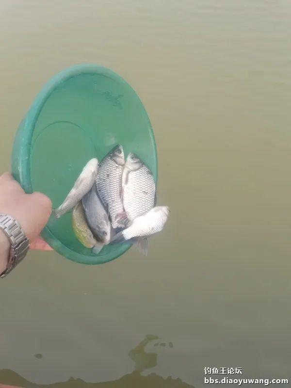 麝香|生鲜虾饵麝香米,板鲫喜欢得不行