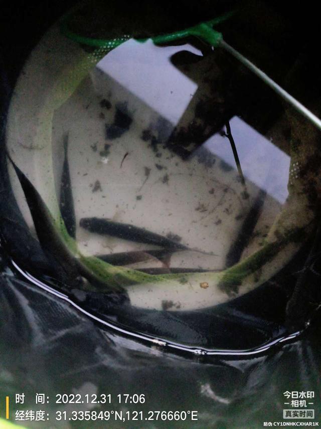 |2022年最后一钓，最大的鱼是斤鲫！