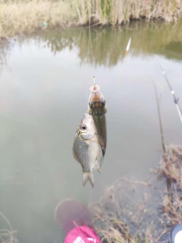 |新年新气象，野塘小鲫鱼连杆