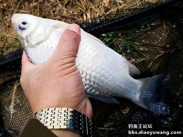 夜钓|正月十五钓鱼忙