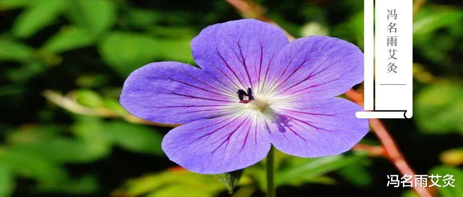 |补气养血：气血不足危害大，教你1个省钱省事、快速补血的方法