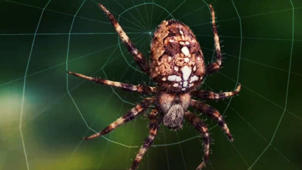 蜘蛛|看看动物的智慧---蜘蛛织网