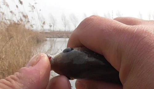 泰拉瑞亚|解锁春季钓鲫鱼的秘密，新手也能让大鲫鱼缴械上钩！