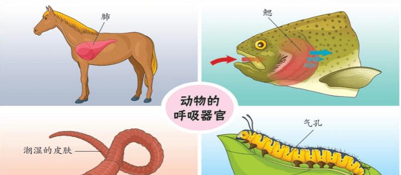 骨质增生|蚂蟥为什么遇盐就化为一滩血水?它能在我们体内生存吗?