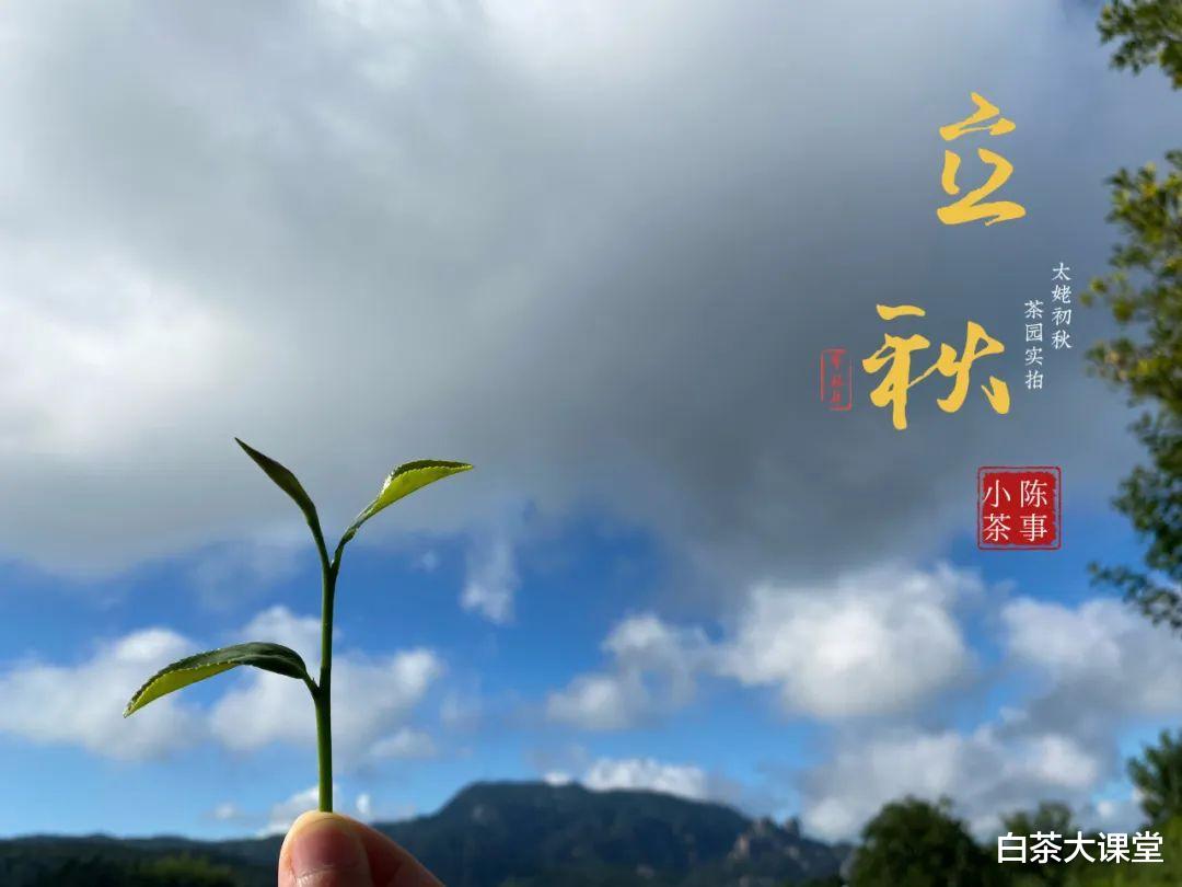 旅行|为什么说海拔越高，白茶的品质就越好？高山云雾出好茶是真的吗？