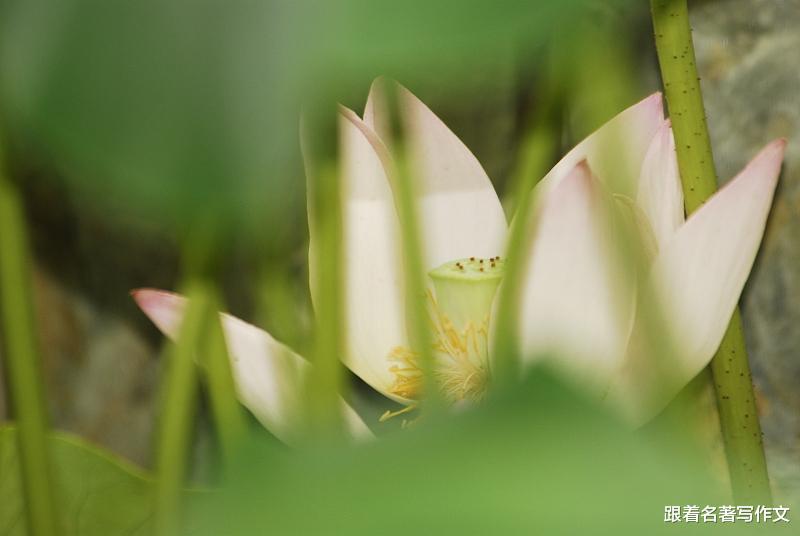 老舍|除了借景抒情，你还可以跟老舍先生学学这个写作技巧