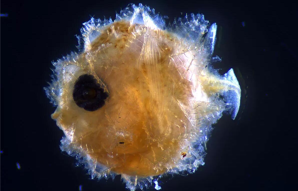 神奇的生物,刚出生还没有指甲盖大,长大后会变成5.5米海中巨物