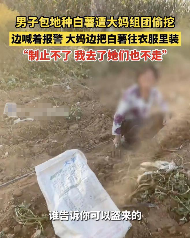 年龄大就能为所欲为?男子承包两百亩地,屡遭老人偷盗