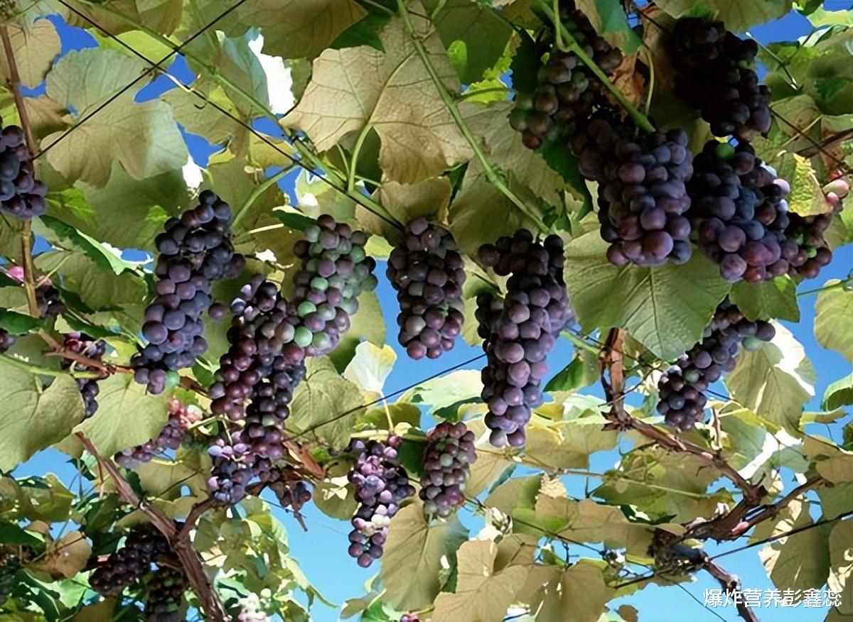 心肌病|往往“老得慢”的人,多喜欢吃这4种食物,比同龄人还显得年轻