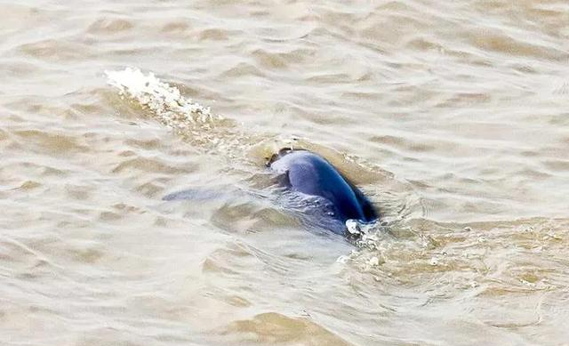 长江|长江三年禁渔成果是毁于天灾?