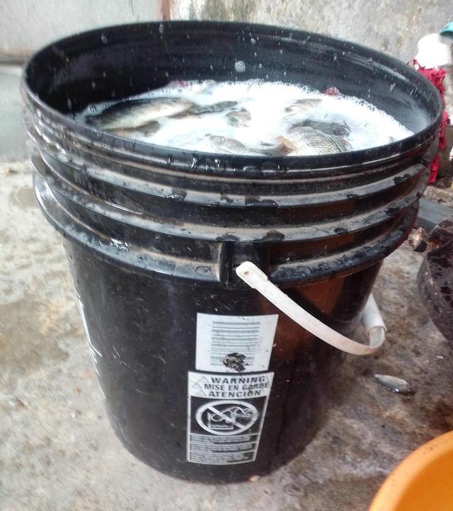 罗非鱼|深圳河道：泛滥的罗非鱼，有人半天钓几十斤，用漂白粉泡过才吃？