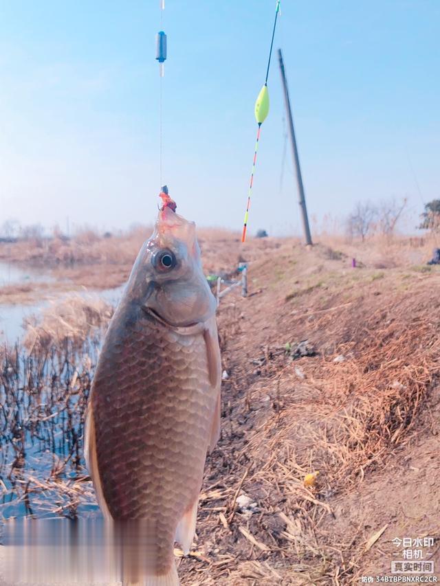 |新钓组治反光,板鲫上钩争先恐后