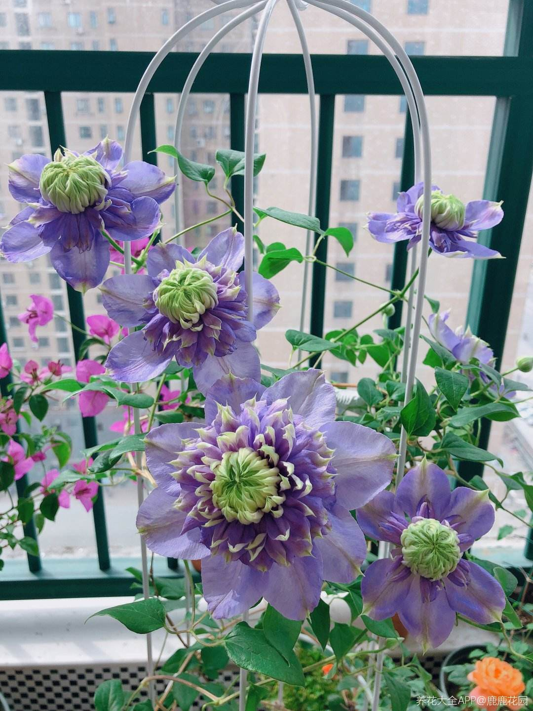 春天是铁线莲的主场,5个经典品种,颜值高又勤花