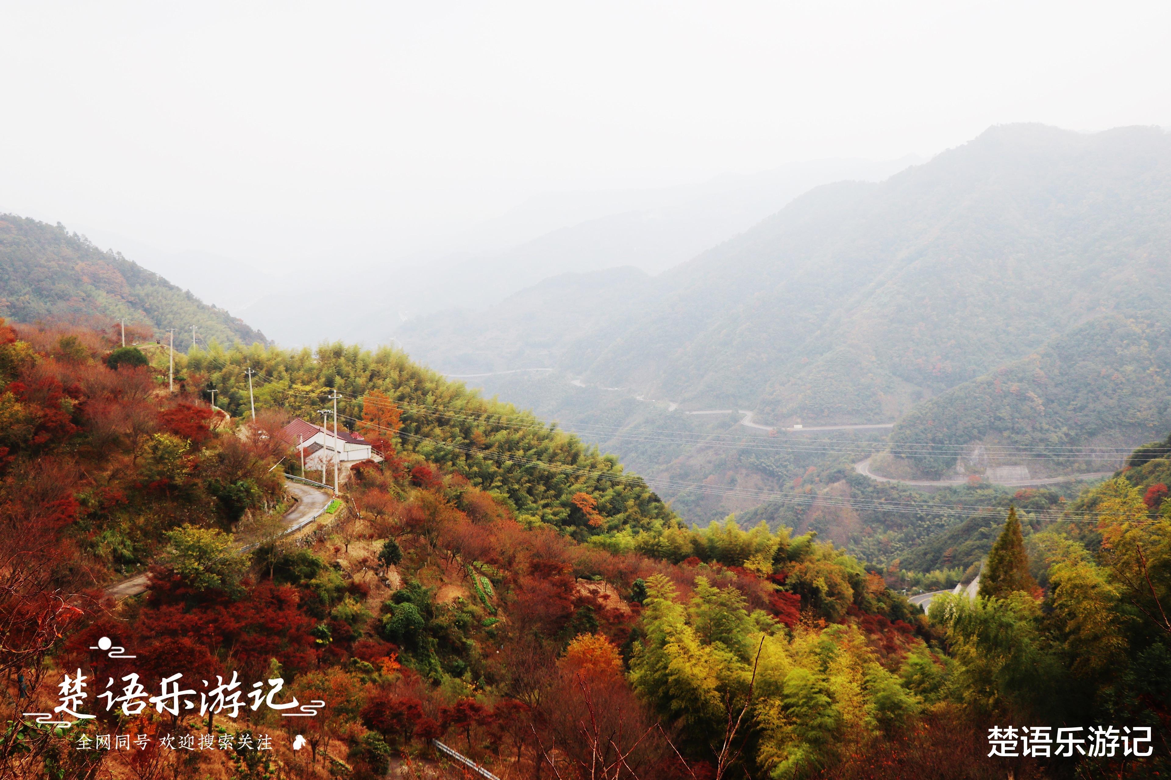 宁波|浙江这个古村空无一人，却成为网红打卡地，被誉为浙东第一古树村