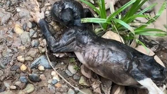 荒野的召唤 垂钓者|男子刚钓鱼不久，只听噗通一声：竟是对岸的流浪小奶猫穿河而来