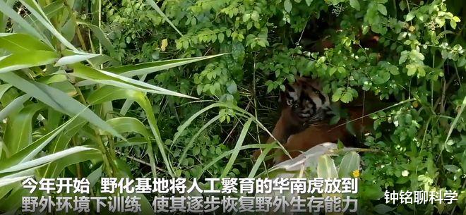 2头华南虎实现野外自主觅食!华南虎为何要放归野外,伤人咋办?