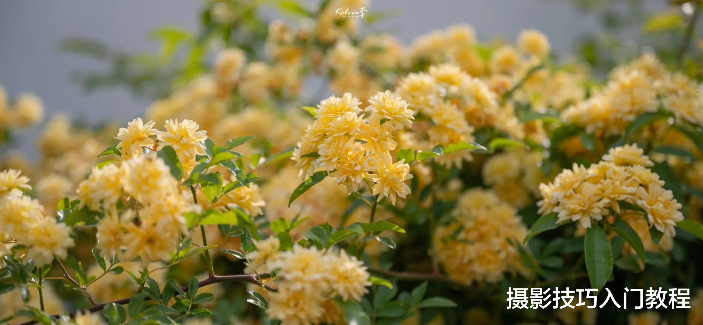 摄影技巧:去植物园赏花,怎么才能避开人群拍出人美花艳的照片?