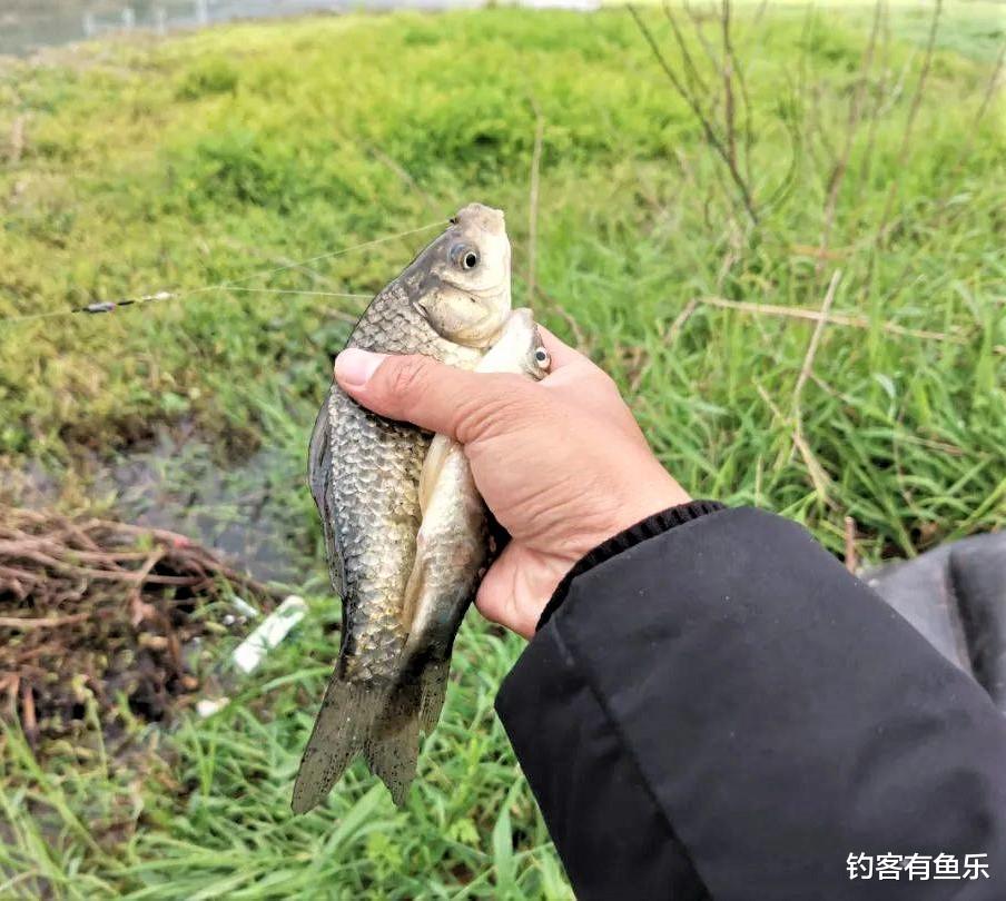 饵料|为什么野钓时很少有人抽窝?在什么情况下才适合开散炮抽窝?