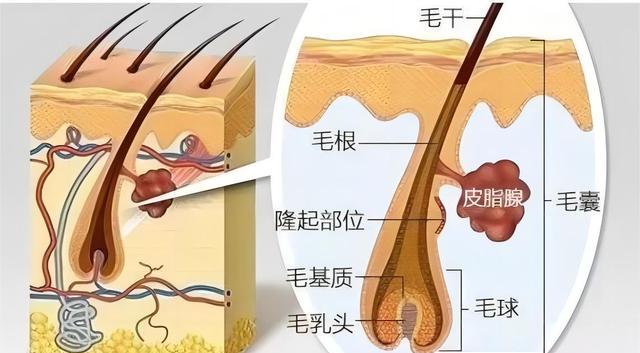 长发的秘密:为什么人类需要剪头发,而猩猩却不用?