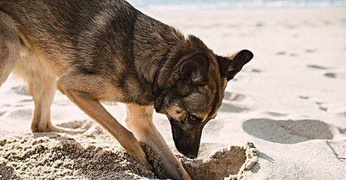 1998年美国温顺杂交犬深夜将女主人折磨致死，调查后原因令人心酸